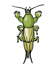 cavalletta-immagine-animata-0001