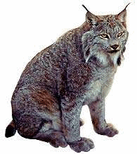 lince-immagine-animata-0003