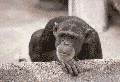 scimmia-immagine-animata-0051