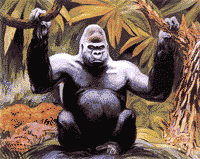 gorilla-immagine-animata-0008