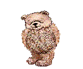 orso-immagine-animata-0171