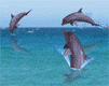 delfino-immagine-animata-0059