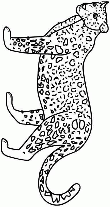 ghepardo-da-colorare-immagine-animata-0006