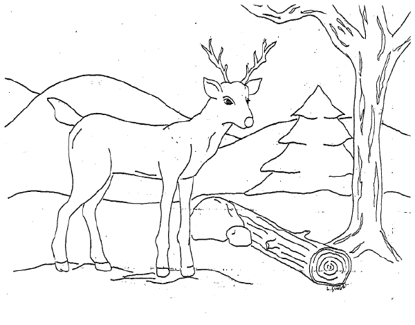 cervo-da-colorare-immagine-animata-0007