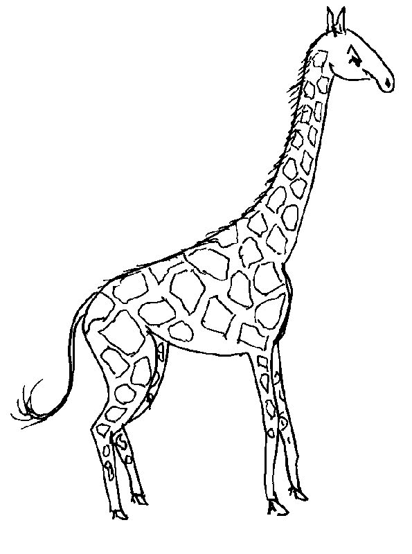 giraffa-da-colorare-immagine-animata-0012