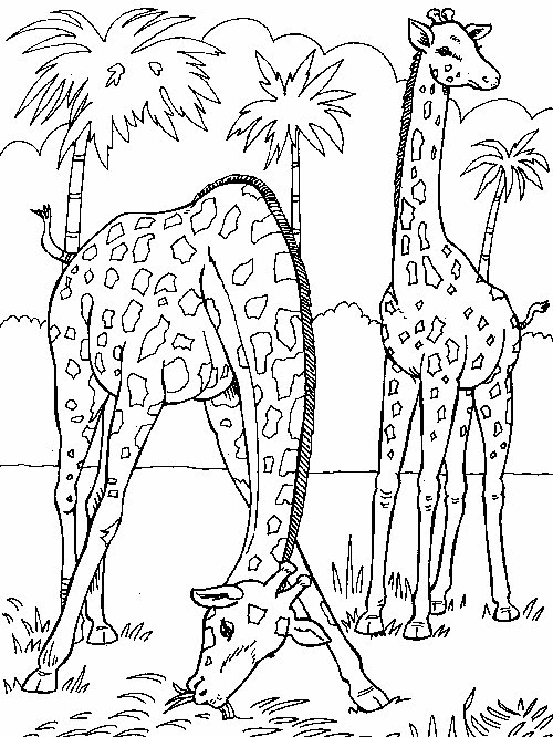 giraffa-da-colorare-immagine-animata-0014