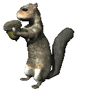 scoiattolo-immagine-animata-0052