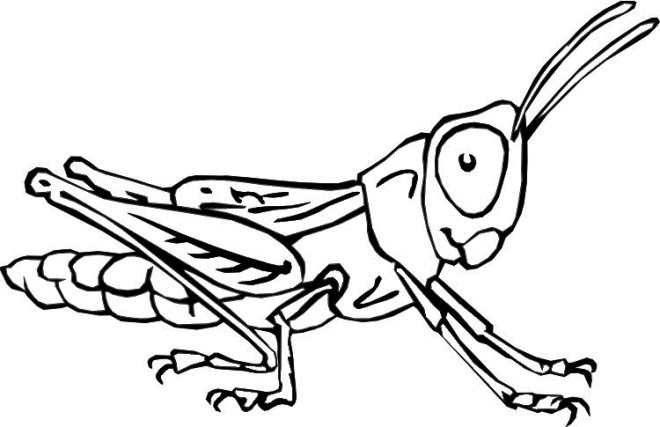 insetto-da-colorare-immagine-animata-0025
