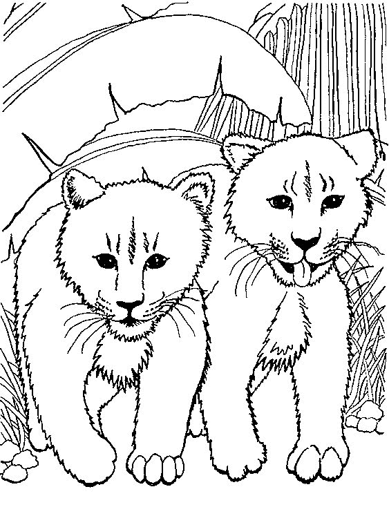leone-da-colorare-immagine-animata-0002