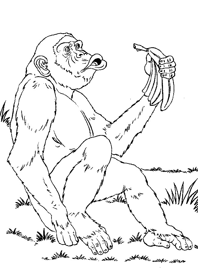 scimmia-da-colorare-immagine-animata-0035