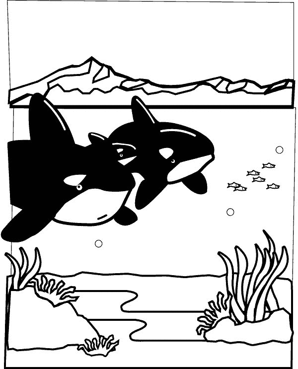 animale-marino-da-colorare-immagine-animata-0008