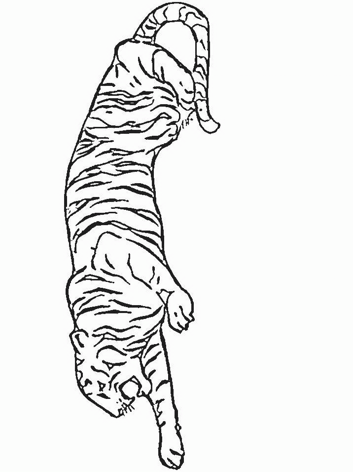 tigre-da-colorare-immagine-animata-0002