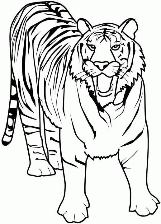 tigre-da-colorare-immagine-animata-0009