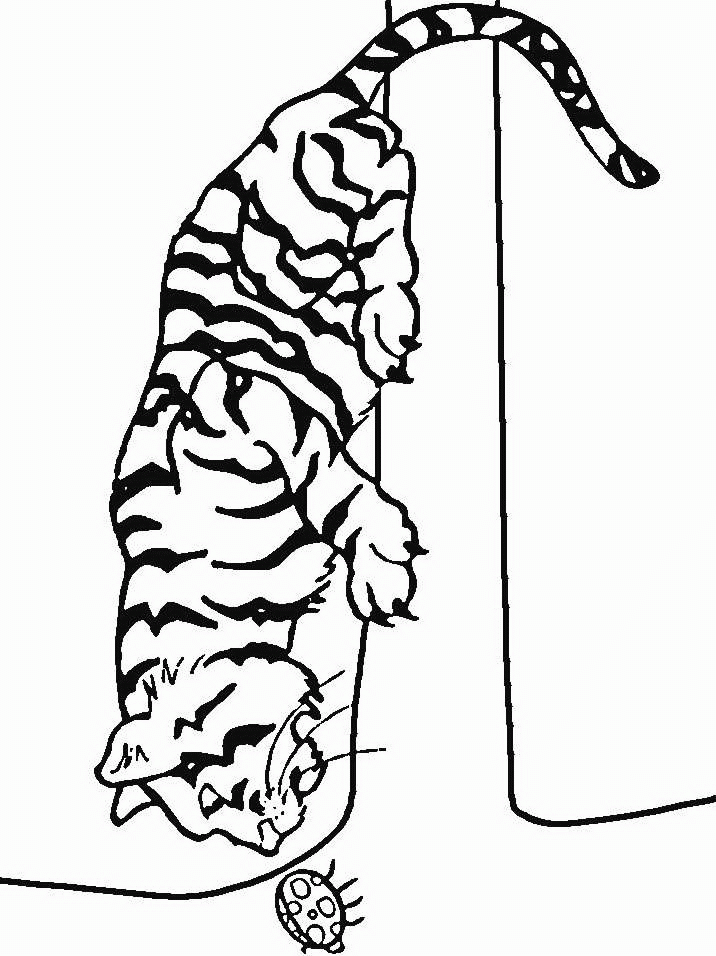 tigre-da-colorare-immagine-animata-0010