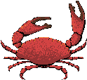 granchio-immagine-animata-0024