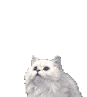 gatto-immagine-animata-0167