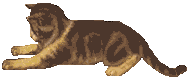 gatto-immagine-animata-0207