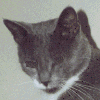 gatto-immagine-animata-0429