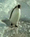 pinguino-immagine-animata-0157