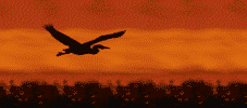 uccello-e-volatile-immagine-animata-0288