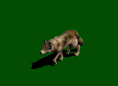 lupo-immagine-animata-0023