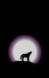 lupo-immagine-animata-0128