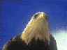 aquila-immagine-animata-0009