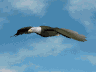 aquila-immagine-animata-0010