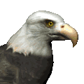 aquila-immagine-animata-0021