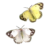 farfalla-immagine-animata-0004