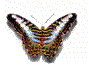 farfalla-immagine-animata-0010