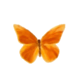 farfalla-immagine-animata-0016