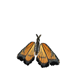 farfalla-immagine-animata-0025