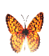 farfalla-immagine-animata-0029