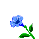 farfalla-immagine-animata-0072