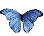 farfalla-immagine-animata-0265