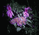 farfalla-immagine-animata-0271