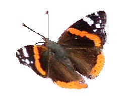 farfalla-immagine-animata-0350