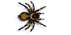 ragno-immagine-animata-0007