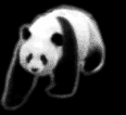 panda-immagine-animata-0027