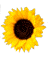 girasole-immagine-animata-0027