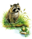 procione-immagine-animata-0005