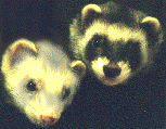 procione-immagine-animata-0015