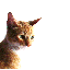 avatar-animali-immagine-animata-0266