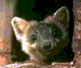 furetto-immagine-animata-0039