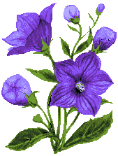 fiore-immagine-animata-0196