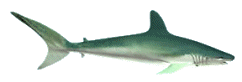 squalo-immagine-animata-0027