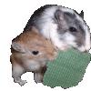 criceto-immagine-animata-0108