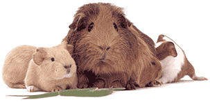 criceto-immagine-animata-0110