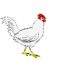 pollo-immagine-animata-0036